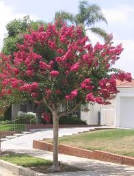 Correctly combining the colors of flowers, you can create a work of art! Crape Myrtle Hot Pink In Bloom Trees For Front Yard Landscaping Trees Front Yard Landscaping
