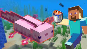 Axolotls would have become completely extinct in 2013 if it weren't for european scientists realising the axolotl regrows all parts of its body and is immune to cancer and thought, wow! Minecraft Axolotl Zahmen Futter Und Nutzen