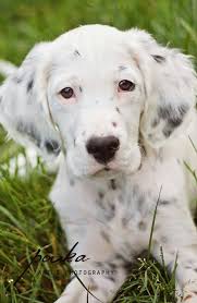 Maybe you would like to learn more about one of these? Pin By Betsy Packard On These Are A Few Of My Favorite Things English Setter Dogs English Setter Puppies Pretty Dogs