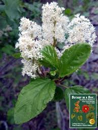 Image result for Rhamnaceae