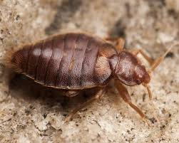 This guide covers all the important details! Bed Bugs