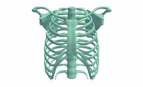 It is a very clean transparent background image and its resolution is 500x500 , please mark the image source when quoting it. Rib Cage Transparent Ribcage Transparent Png Download 928460 Vippng
