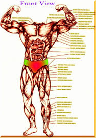 Lower body muscles and tendons. Muscle Anatomy Chart Luxury Muscle Charts Muscle Arm Charts Back Muscle Chart Lower Muscle Anatomy Anatomy Human Body Muscles