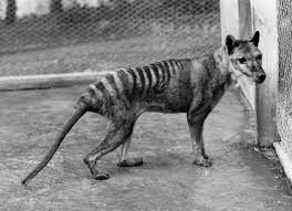 Scientists Re Counted Australia S Extinct Species And The Result Is Devastating