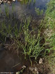 Image result for Glyceria