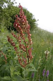 Image result for Rumex