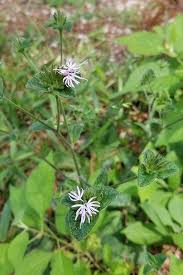 Image result for Elephantopus