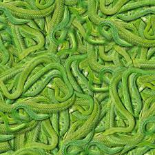 Green Snakes Pattern Crew Green Snake Snake Patterns Pattern