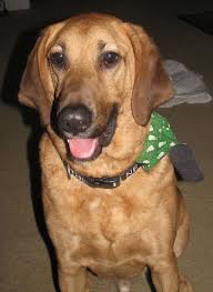 The tail should wag left to right horizontally. Labloodhound Dog Breed Information And Pictures