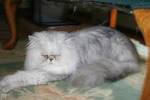 Pure Royalty Persians - Golden Or Silver Shaded Himalayan ...