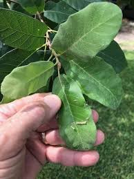 Hardy in usda zones 4 through 8, the pin oak (quercus palustris) will grow to 70 feet tall and 40 feet wide. Dirt Doctor Library Topics