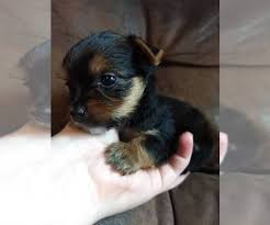 Parti yorkie puppies for sale indiana. View Ad Yorkshire Terrier Litter Of Puppies For Sale Near Indiana Seymour Usa Adn 148660