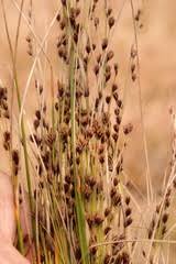 Image result for Coleochloa