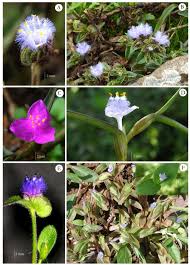 Image result for Cyanotis longifolia