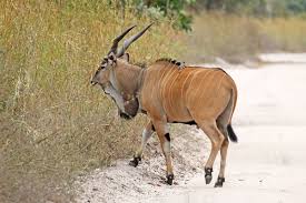 Maybe you would like to learn more about one of these? Giant Eland Wikipedia
