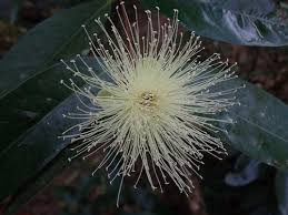 Image result for Syzygium komatiense