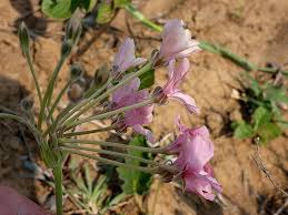 Image result for Pelargonium luridum
