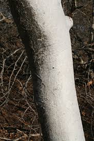 Image result for Gyrocarpus