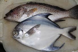 Di brazil, ikan inil banyak ditemukan di sungai amazon. Pembesaran Bawal Bintang Cepat Mudah Samudranesia Id