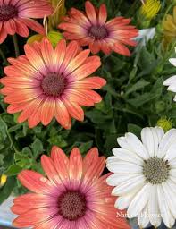 Image result for Thesium bequaertii