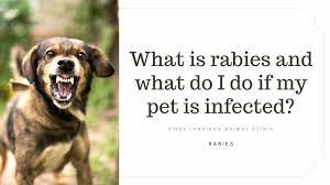 Get directions, reviews and information for all pets mobile clinic in bradenton, fl. Goats Latest News River Landings Animal Clinic In Bradenton Florida
