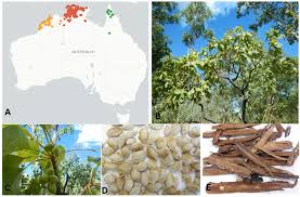 Image result for Terminalia sambesiaca