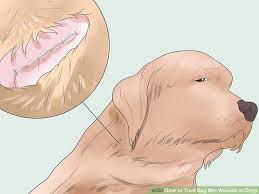 Check spelling or type a new query. Cleaning Dog Bite Wound Www Macj Com Br