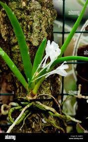 Image result for Podangis dactyloceras