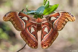 Coma noir, the old believer, an ache for the distance, a throughout their career, the atlas moth, has evolved and expanded, never remaining stagnant. Atlas Moth Moths Of Singapore Inaturalist