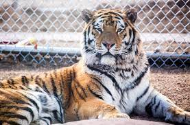 The zoo is divided into four zones: Denver Zoo To Welcome Endangered Tiger From Moscow Zoo This Summer The Denver Post