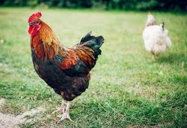 Du renard aux parasites en passant les poules ont de nombreux ennemis. Basse Cour Les Poules Et Les Coqs Mon Jardin D Idees Mon Jardin D Idees