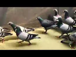 Samdpr 2019 Free Flight Training Youtube Over the time it has been ranked as high as 278 999 in the world, while most of its traffic comes from qatar, where it reached as high as 869 position. samdpr 2019 free flight training