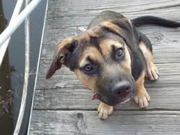 It is known for being obedient and; Shepherd Pit Pitbull German Shepherd Mix Info Temperament Puppies Pictures