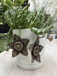 Image result for Stapelia