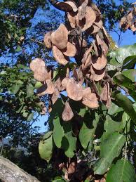 Image result for Pterocarpus rotundifolius