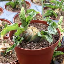 Image result for Drimiopsis