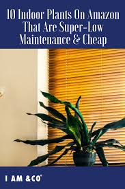 12 Cheap Indoor Plants Low Maintenance Plants You Can Buy Online I Am Co Low Maintenance Plants Indoor Plants Low Maintenance Indoor Plants