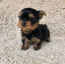 Teacup Yorkies For Sale In Usa In 2020 Yorkie Lovers Baby Puppies Yorkie