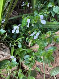 Image result for Hypoestes triflora