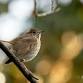 Birdwatching in the Gardens