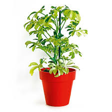 A differenza delle precedenti, questa pianta presenta uno sviluppo quasi esclusivamente verticale con sottili steli che terminano con una foglia per appunto palmata. Otto Piante Da Regalare A Natale Cose Di Casa