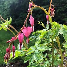 My Favorite Shade Loving Perennial Is By Far The Bleeding Heart Annual Pic Of Mine After The Rainstorm Flow Shade Loving Perennials Bleeding Heart Perennials