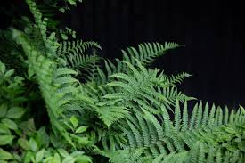 Image result for Polystichum