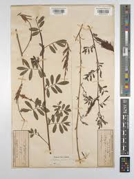 Image result for Indigofera hendecaphylla