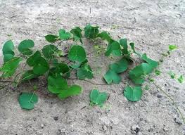 Image result for Cissampelos mucronata