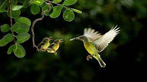 We have a lot of different topics like nature, abstract and a lot more. Beautiful Birds Wallpapers Wallpaper Cave