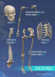 How many types of muscles are there in the body, in human skull how many bones are present etc are discussed in this gk quiz which not only helps to the human endoskeleton is made up of bones and cartilage of various types. Overview Of Skeleton Learn Skeleton Anatomy