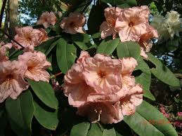 Named Rhodo Hybrids in the Garden