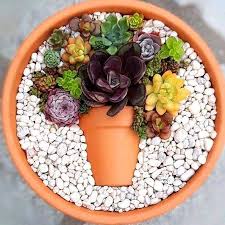 #kalanchoe #succulentopedia #succulents #cactiandsucculents succulents pot plant design. How To Make An Artistic Succulent Dish Garden Succulent Garden Design Succulent Garden Diy Succulents Diy