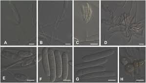 Image result for Cylindropsis